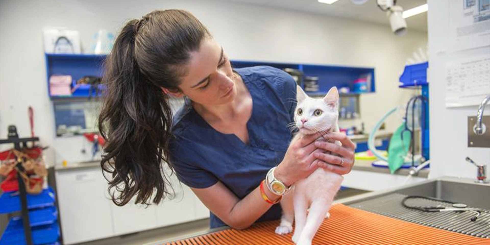 Gato estressado: sinais, causas e dicas para reduzir a ansiedade. Veterinário examinando gatinho.