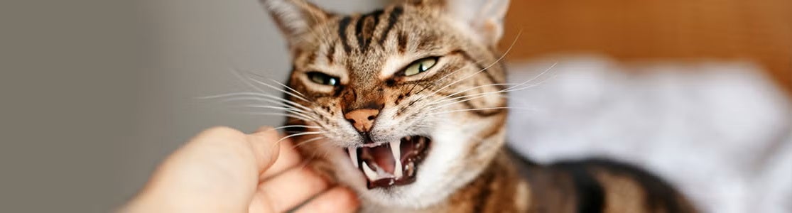 Gato estressado: sinais, causas e dicas para reduzir a ansiedade. Gatinho rosnando.