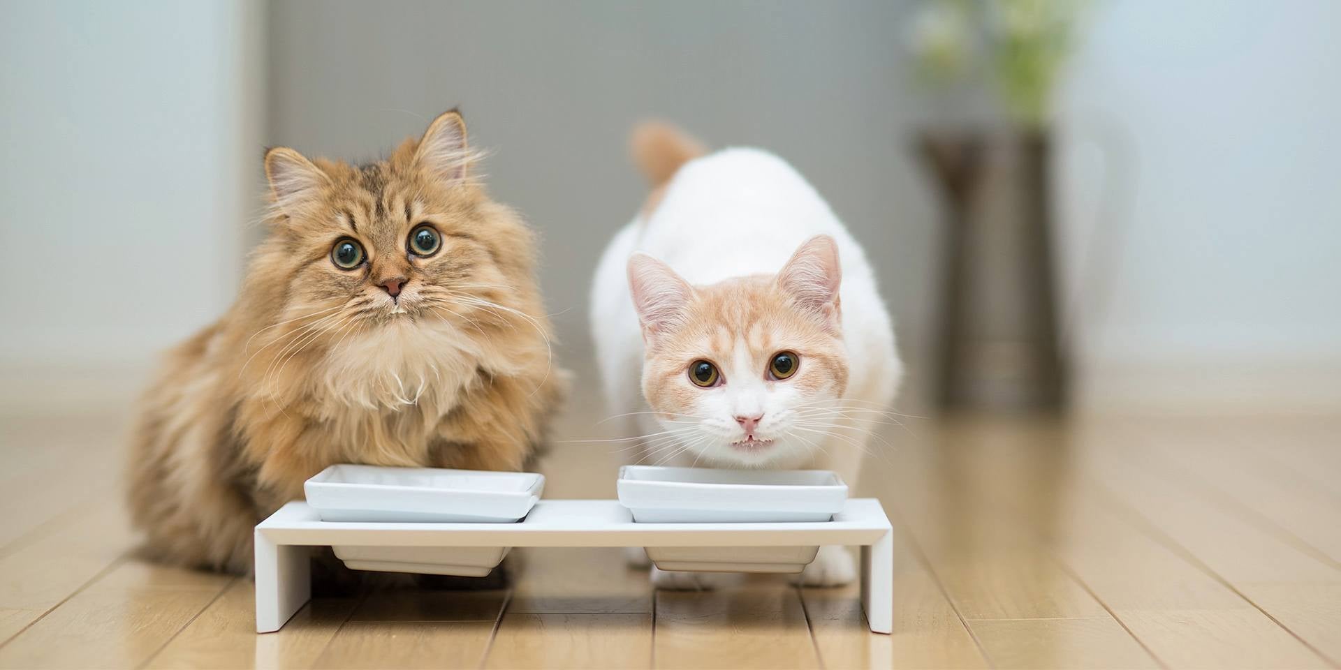 O gato pode comer melão, mas ele não faz parte da dieta deles; é mais um enriquecimento para os sentidos deles..