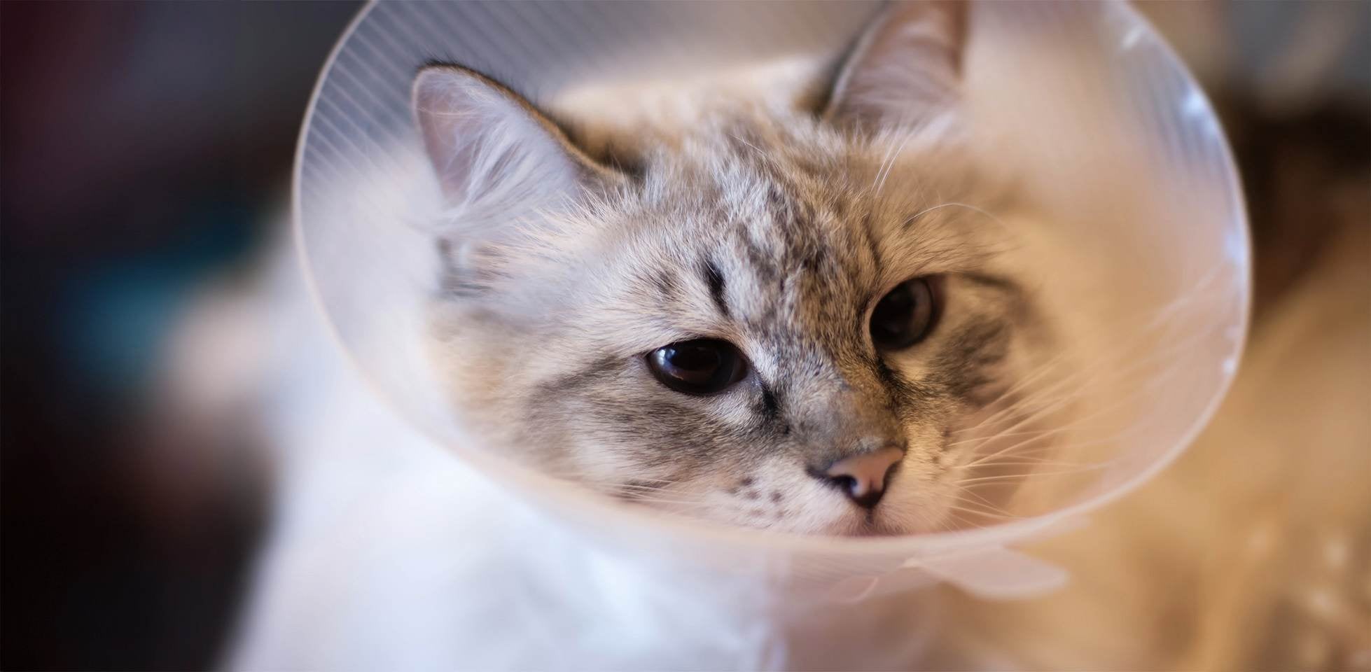 Gato triste usando um colar elizabetano