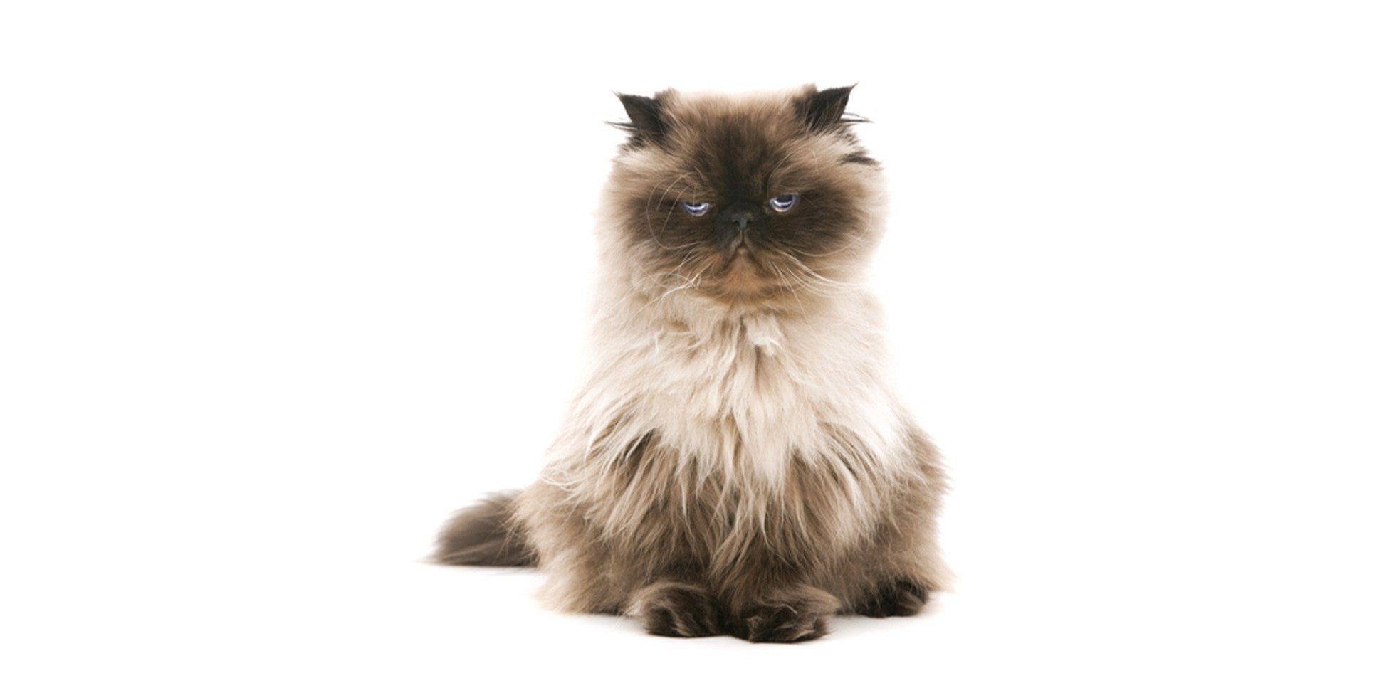 Gato triste: gato de pelo longo com expressão triste sobre fundo branco..