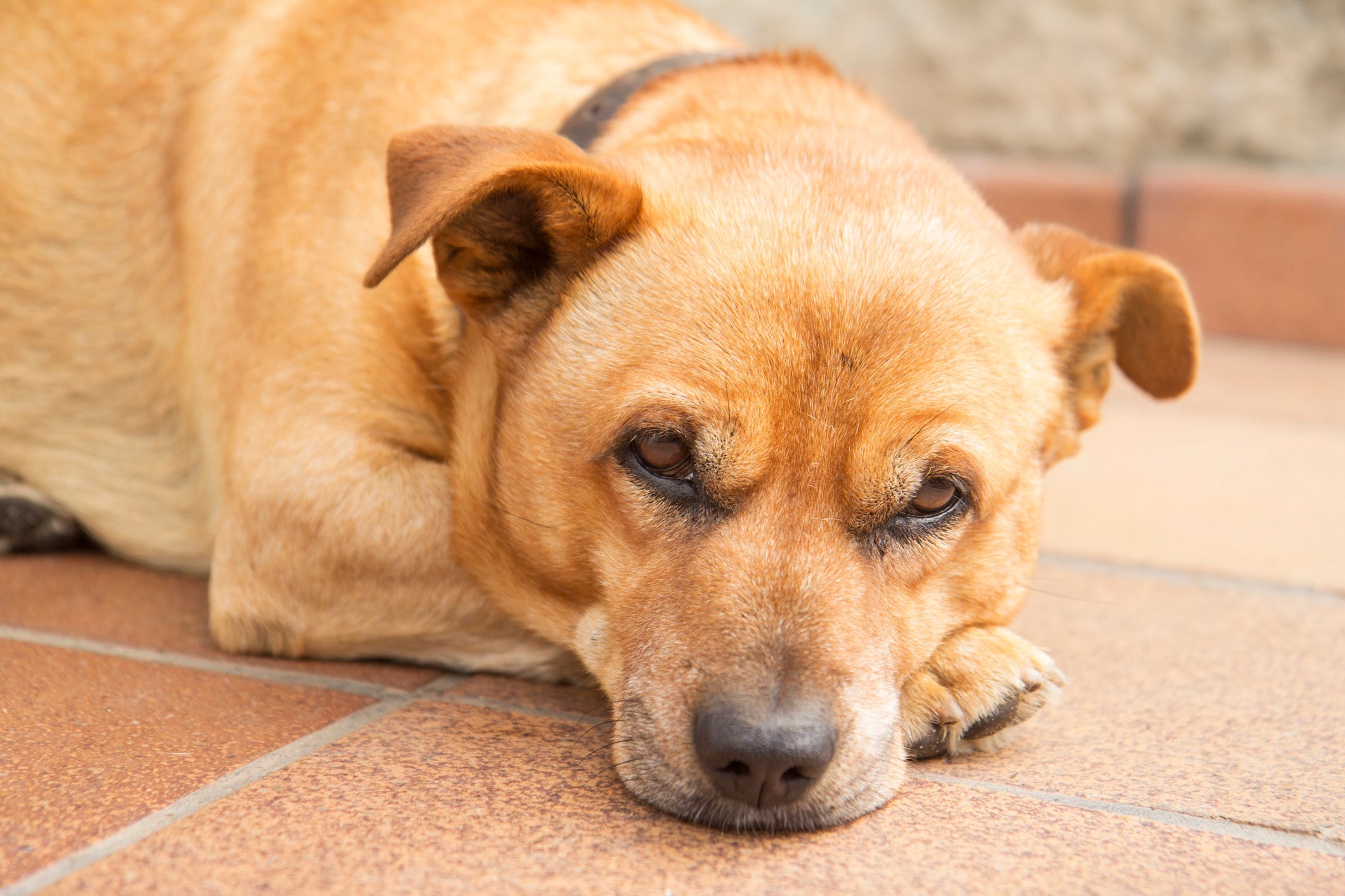A leishmaniose canina é transmitida pelo mesmo mosquito que passa a doença para humanos