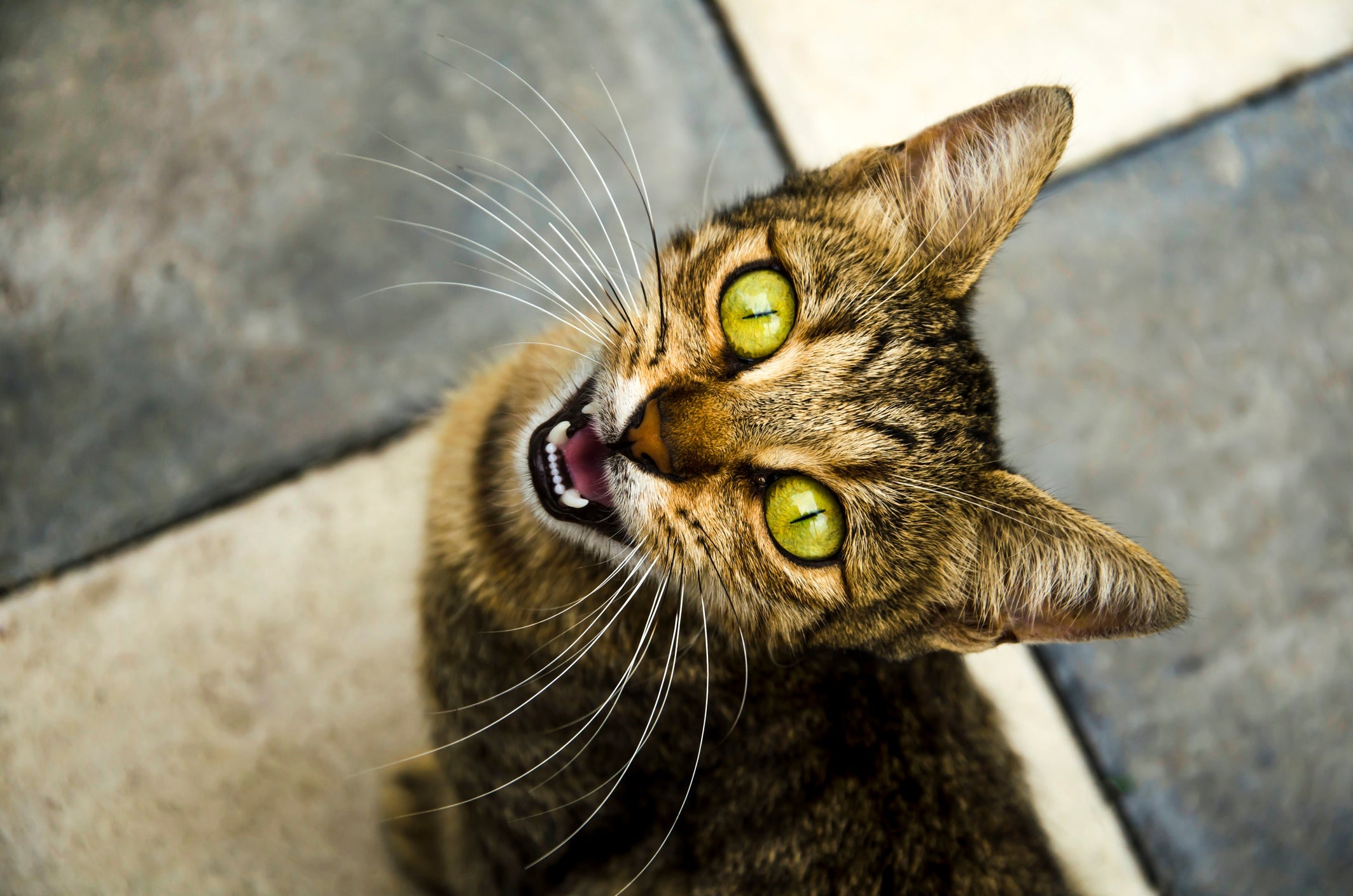 Gato miando muito pode ser um sinal de que algo não está bem