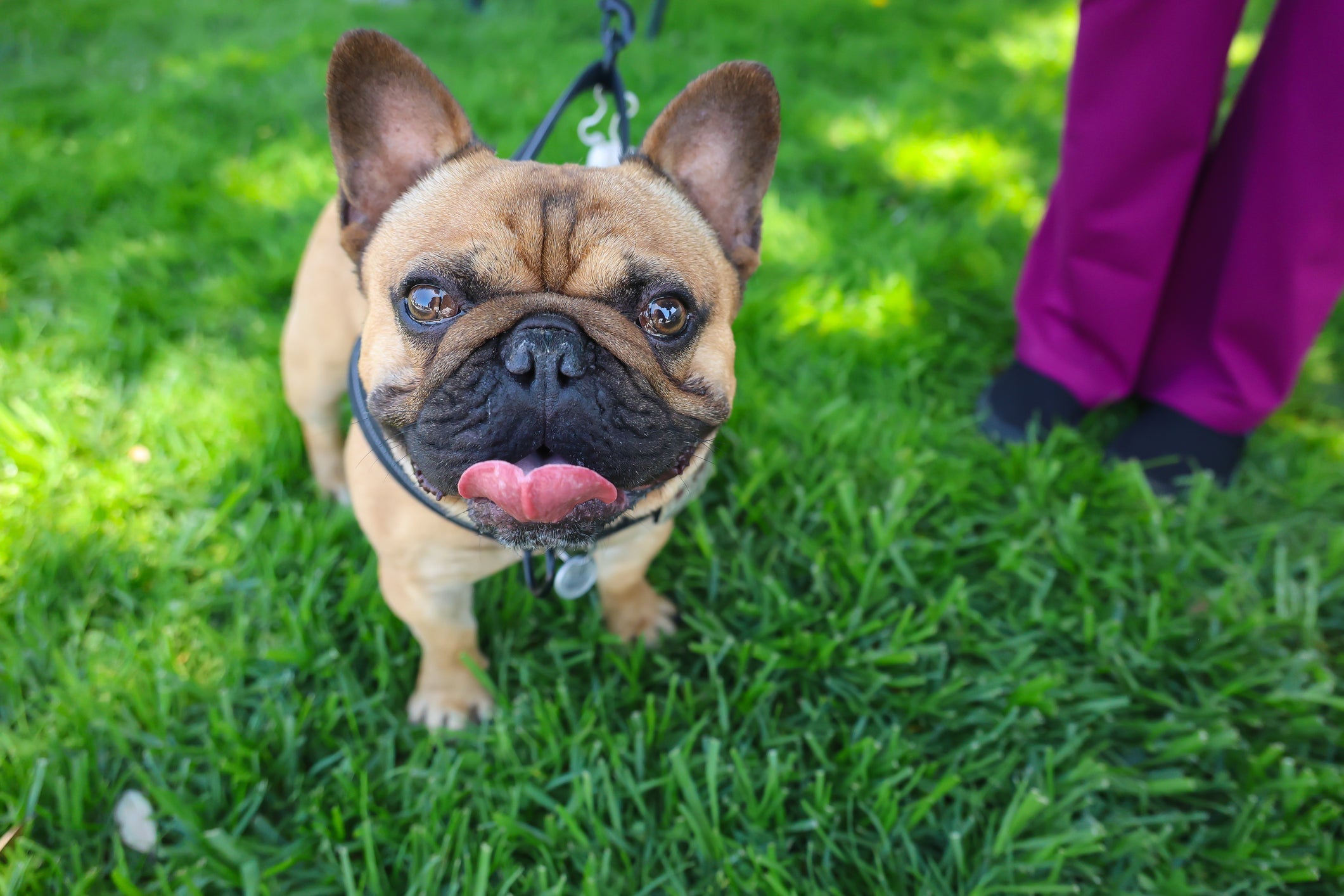O Bulldog Francês possui características físicas que o tornam mais vulnerável aos efeitos do calor