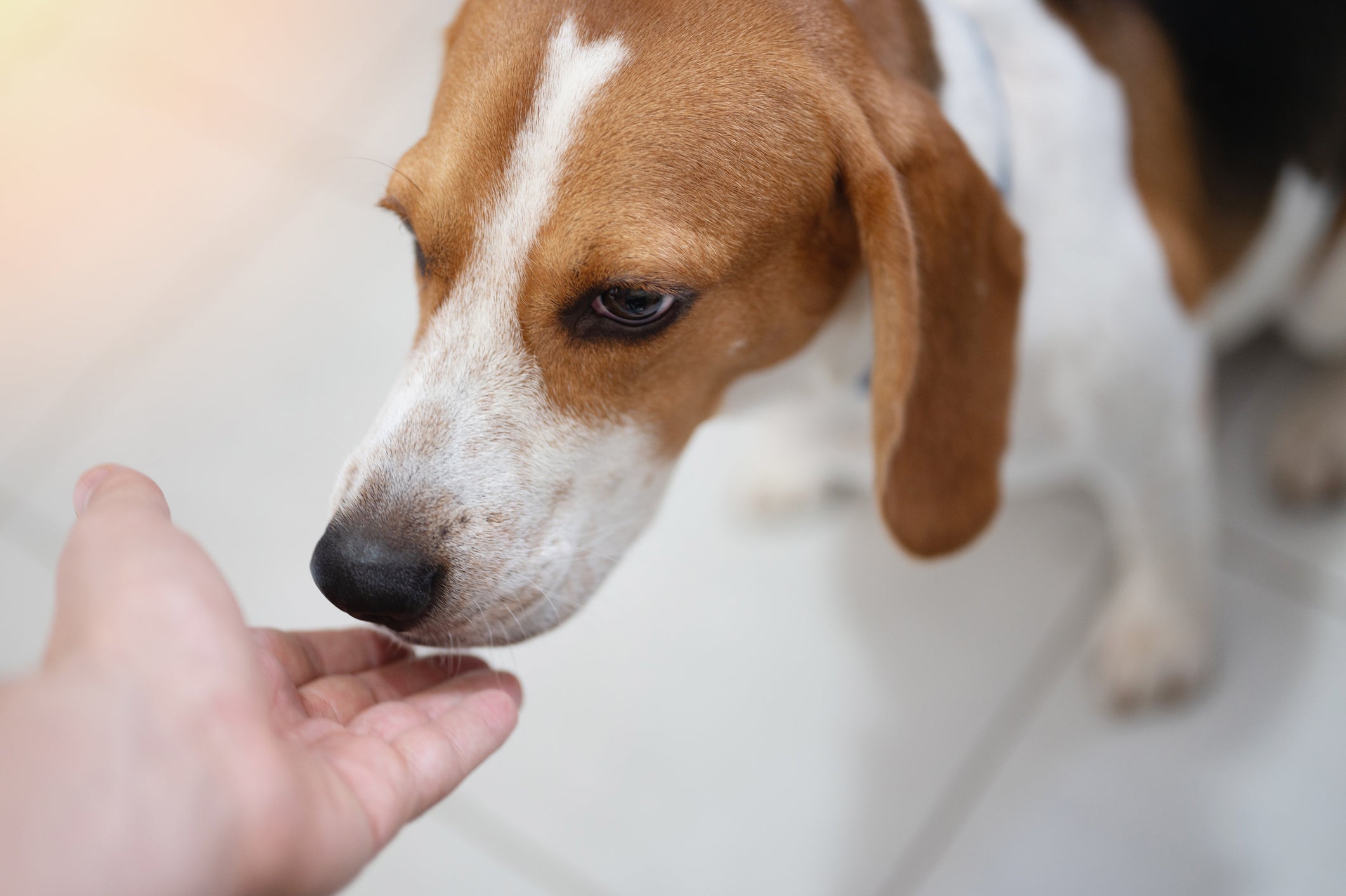 O olfato canino é capaz de identificar diversas doenças e condições que afetam os humanos