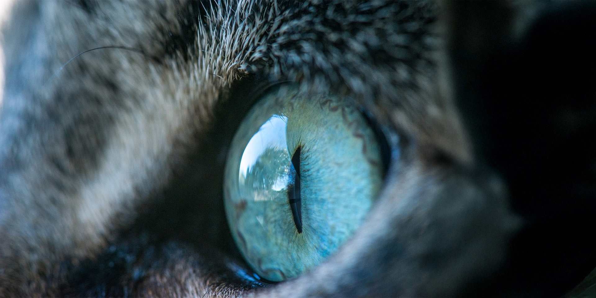 Close de um dos olhos de um gato, de cor verde, uma cor comum entre gatinhos, junto com azul e âmbar.