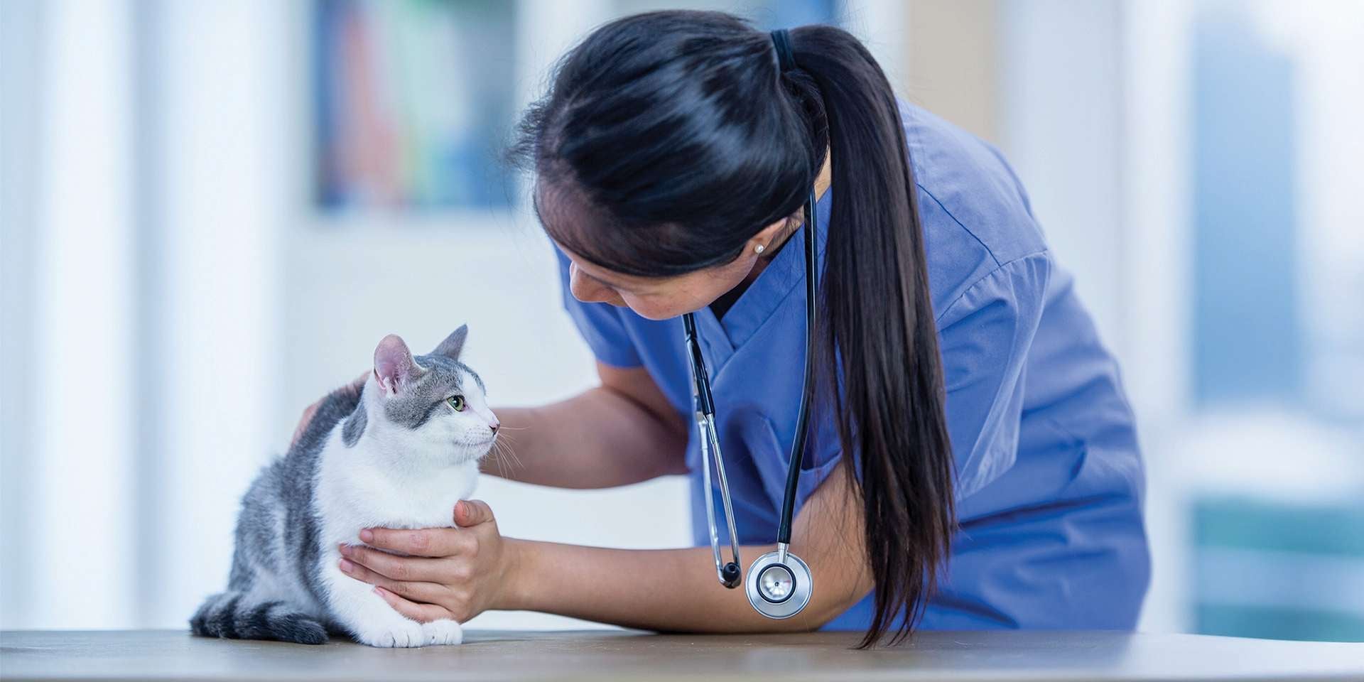 Veterinário examinando os olhos de um gato.