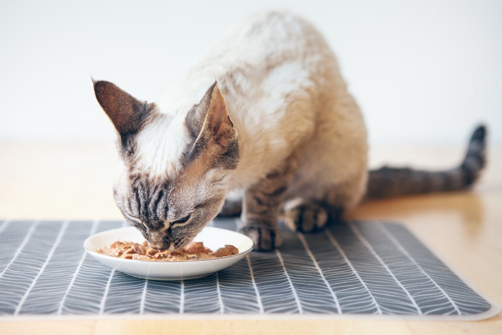 Além de ser um alimento saboroso, o sachê estimula a ingestão de água pelos gatos