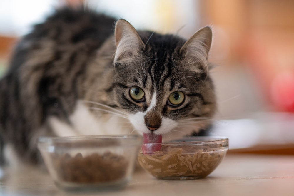 Por ser bastante úmido, o sachê para gato é mais perecível e precisa ser bem conservado