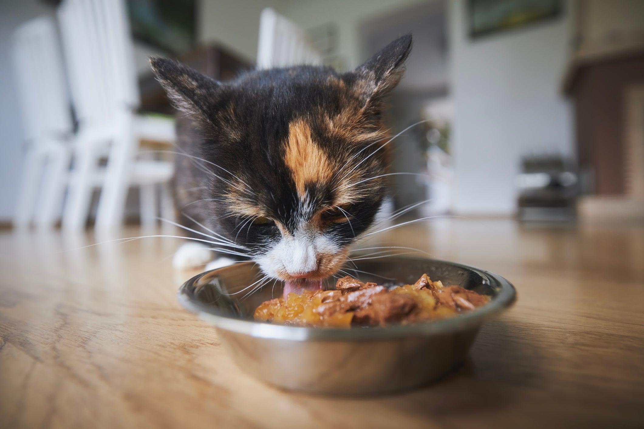 O sachê para gato é um grande aliado da alimentação felina e pode ser oferecido todos os dias