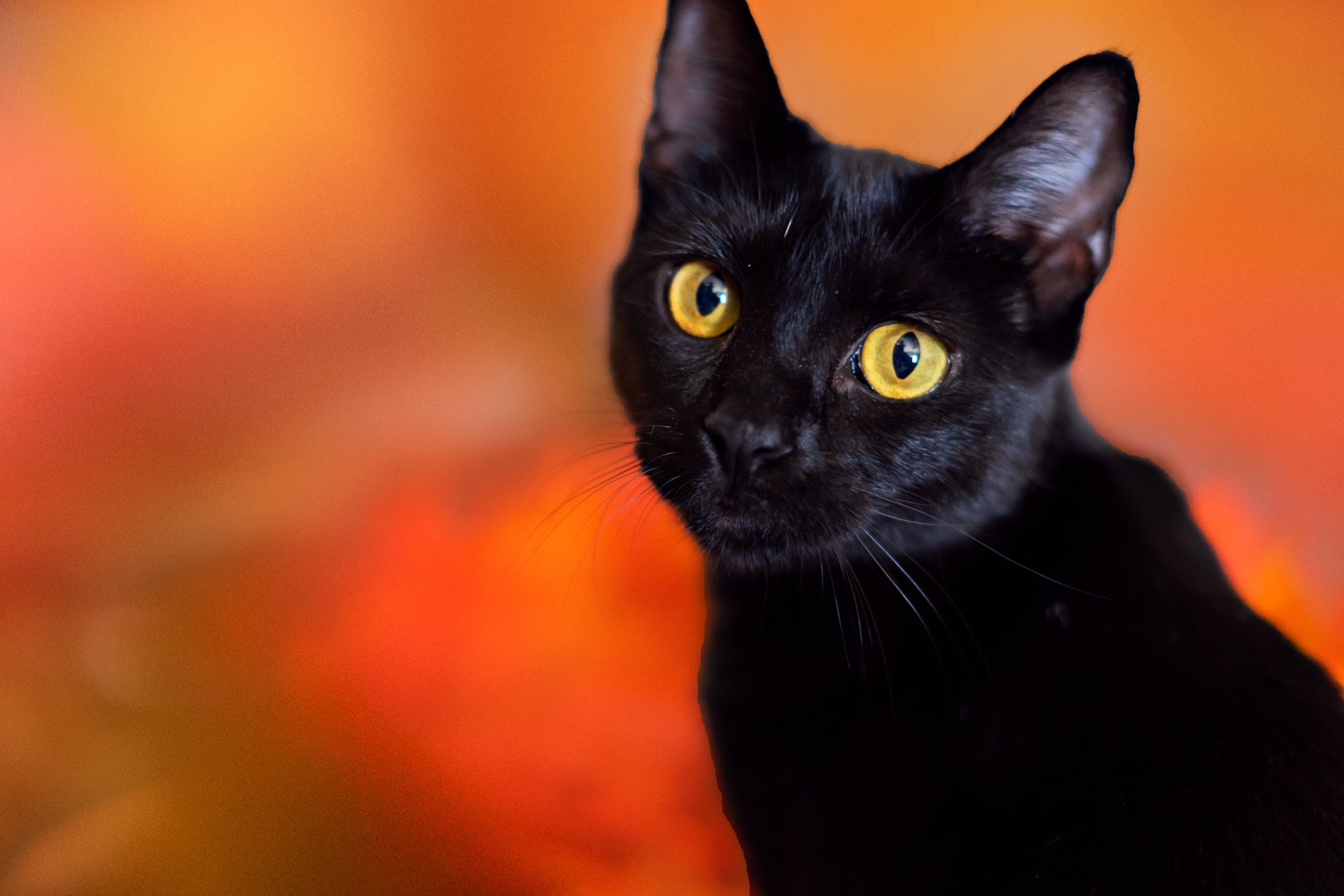 Os gatos pretos têm uma beleza única e personalidade carinhosa