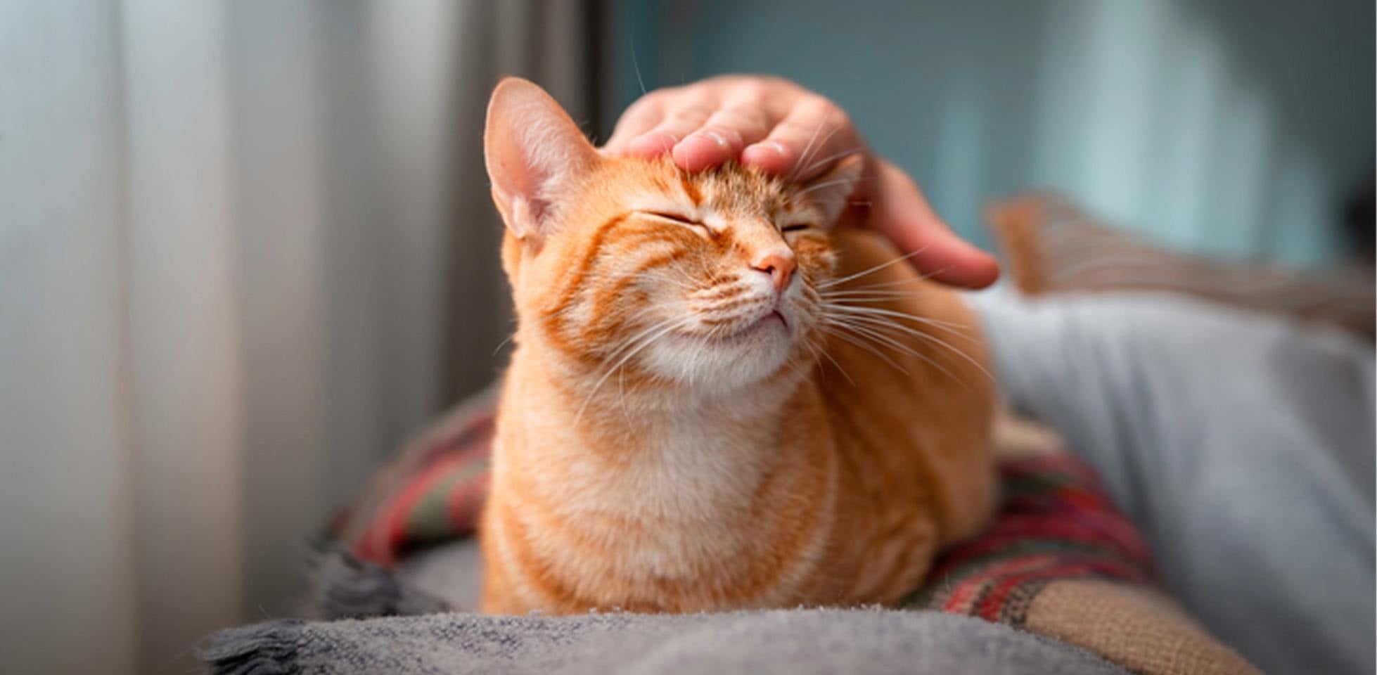 Por que os gatos ronronam? Este gatinho faz isso porque está feliz enquanto seu dono o acaricia.