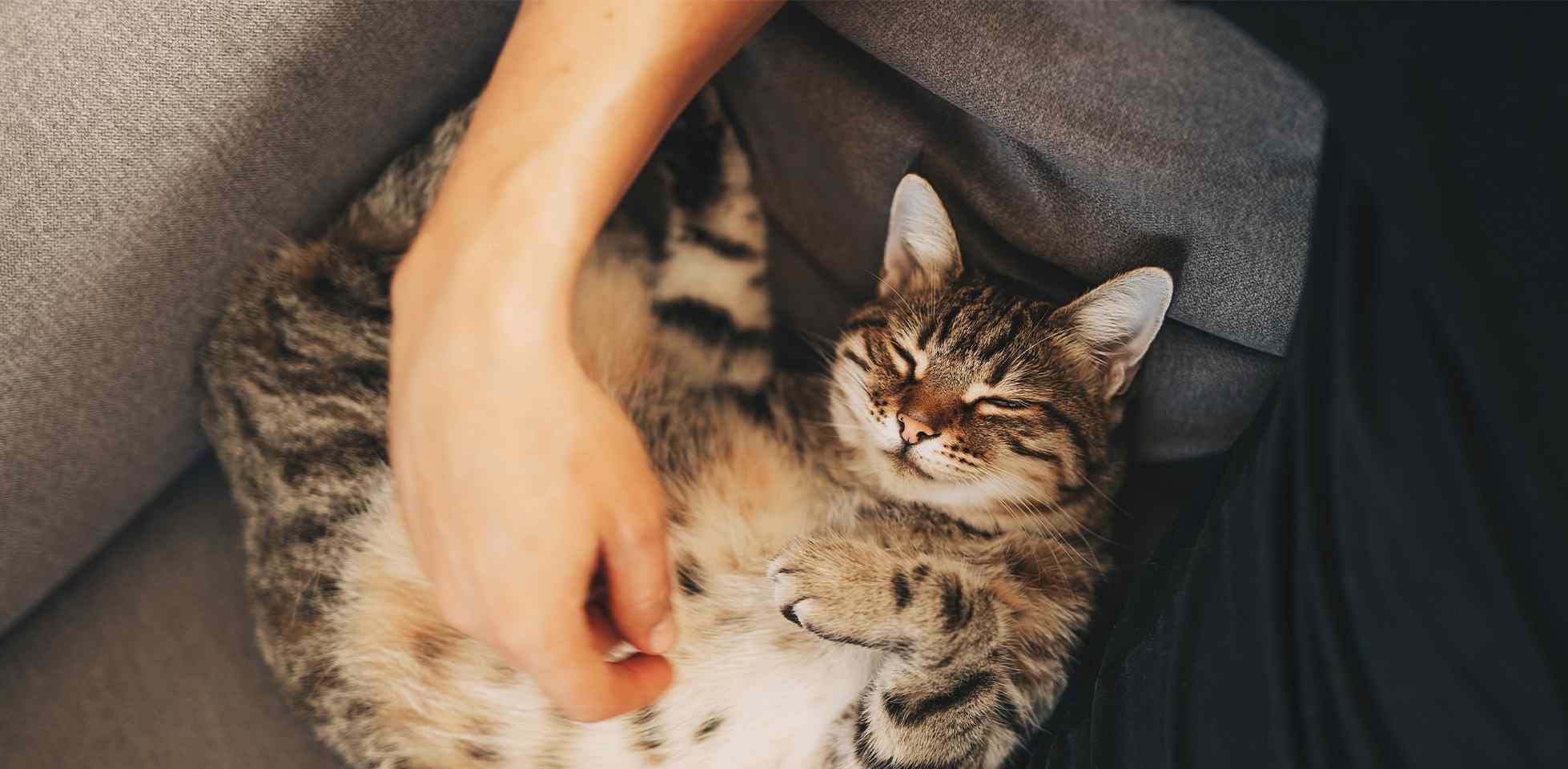 Por que os gatos ronronam? Michi ronronando enquanto seu dono o acaricia.