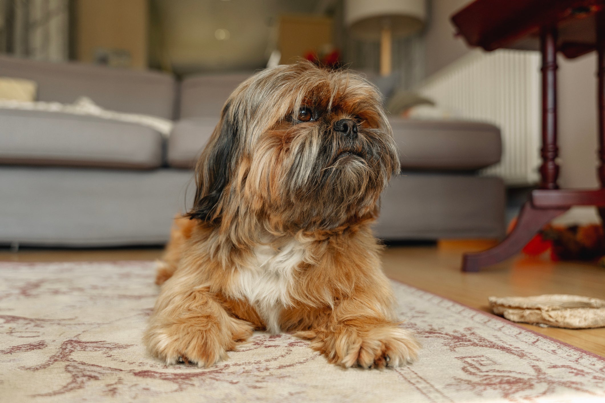 O Shih Tzu é um cão dócil e apegado à família, que precisa de companhia mais frequente