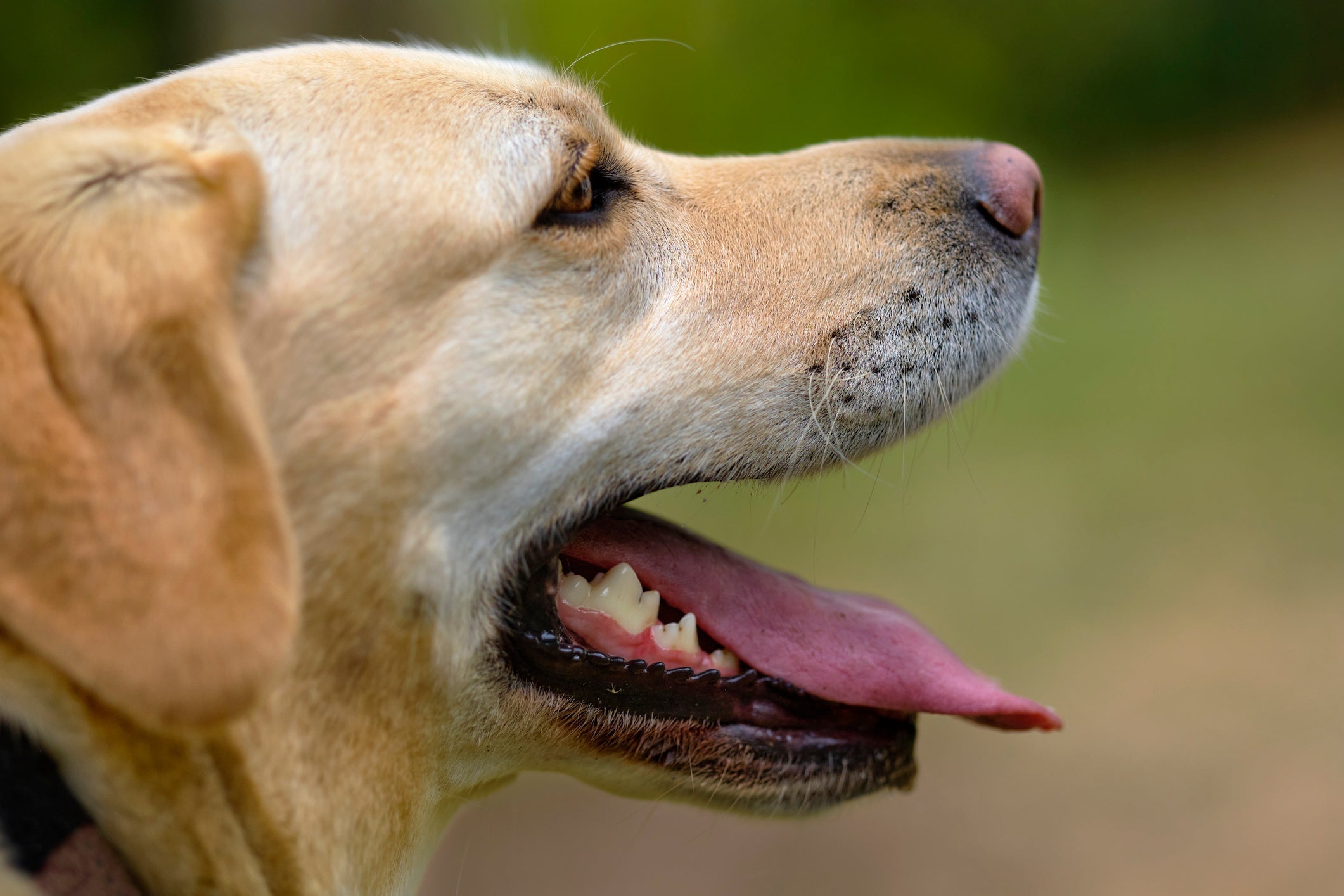 O tártaro causa mau hálito em cães e pode levar até mesmo à perda de dentes