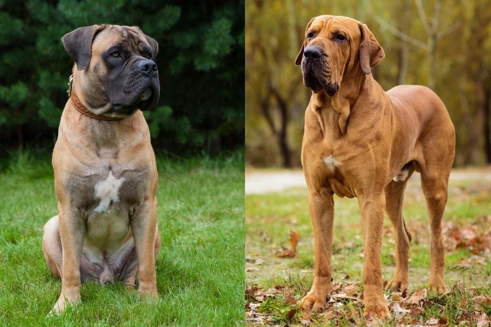 Quais são os diferentes tipos de cachorro Mastim? Conheça 9 raças para quem ama cães grandes