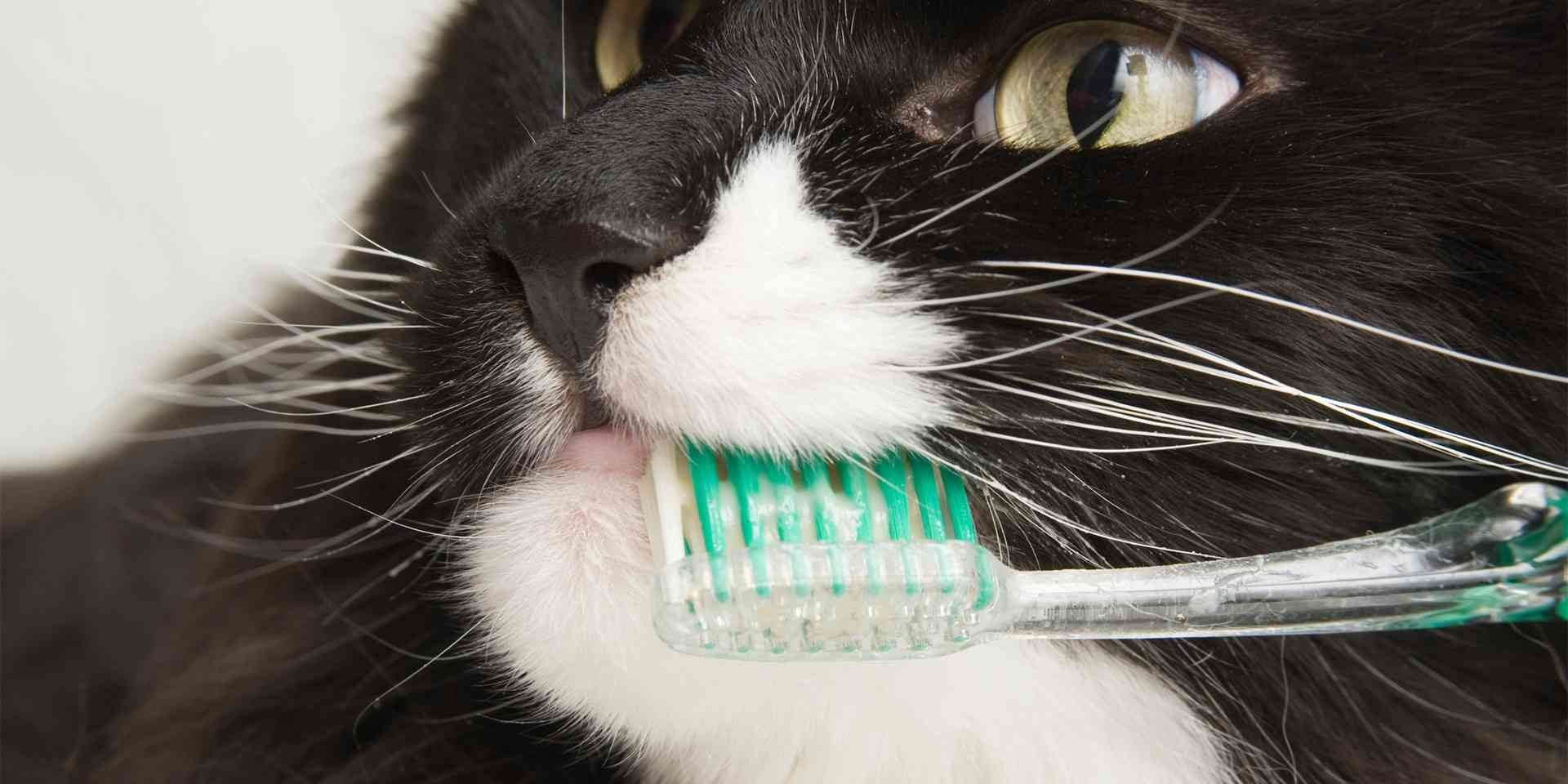 A limpeza dos dentes do gato é um processo lento com o que gatinho deve se adaptar. Escovação dental