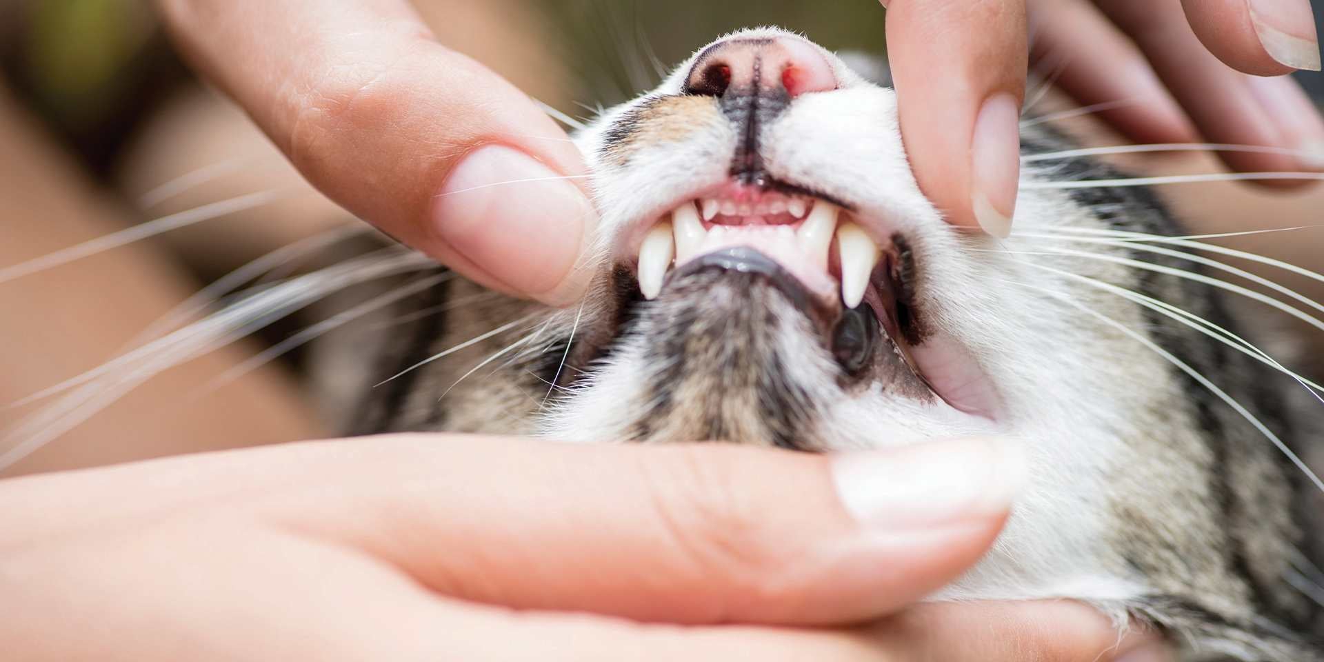 Revisão veterinária dos dentes do gato