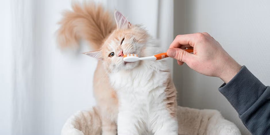 https://purina.com.mx/sites/default/files/2022-12/Purina%C2%AE%20La%20salud%20dental%20de%20tu%20gato.jpg