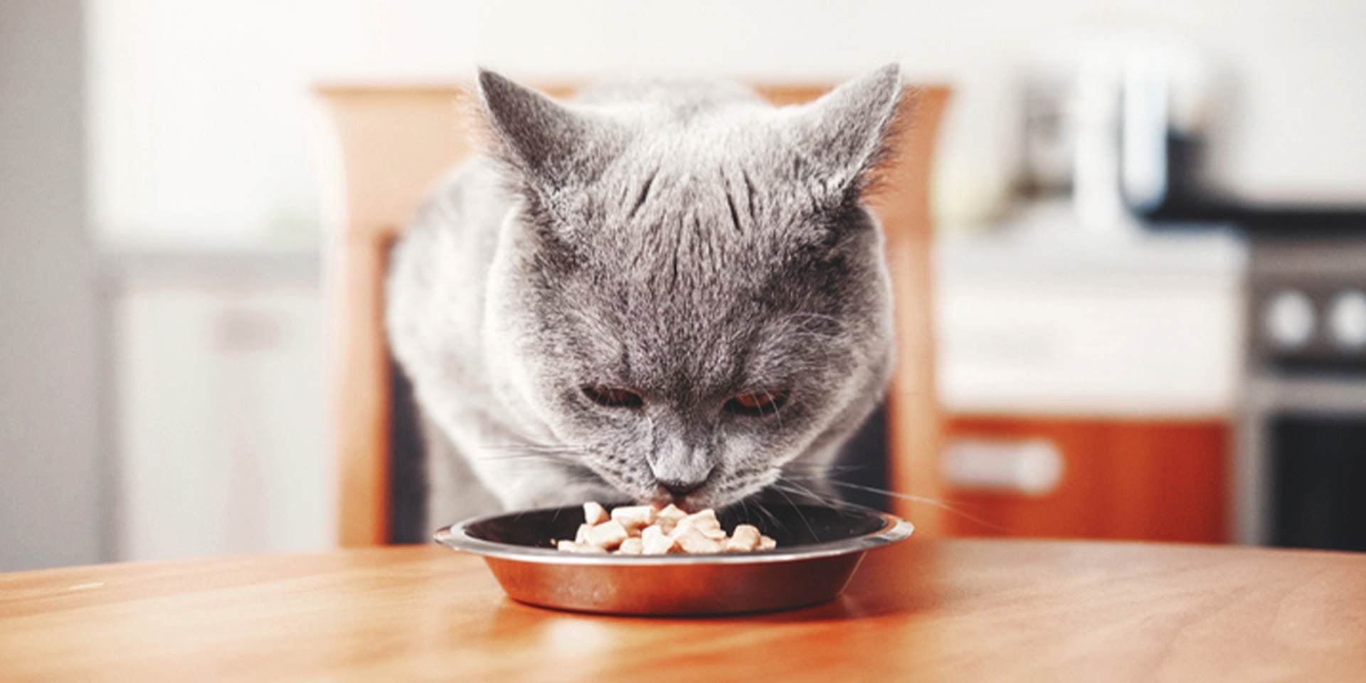 Gato doente sentindo cheiro de comida sem comê-la. Uma falta de apetite constante é um sinal claro de um gato doente.