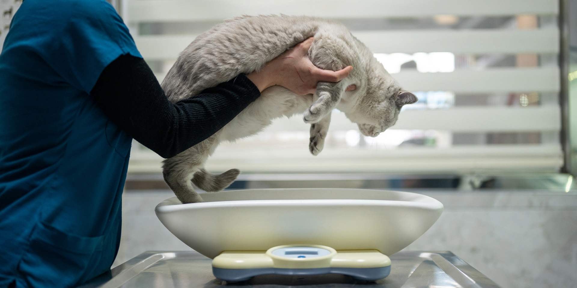 Um gato obeso, como o da foto, pode acabar sendo um gato doente.