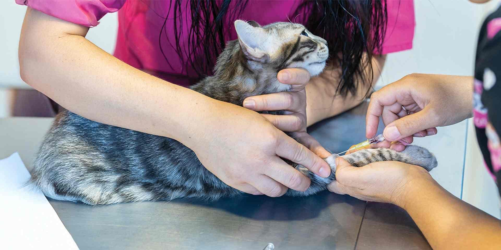 Se você detectar vários sinais de panleucopenia felina, consulte seu veterinário o mais rápido possível. Gato com sua veterinária.