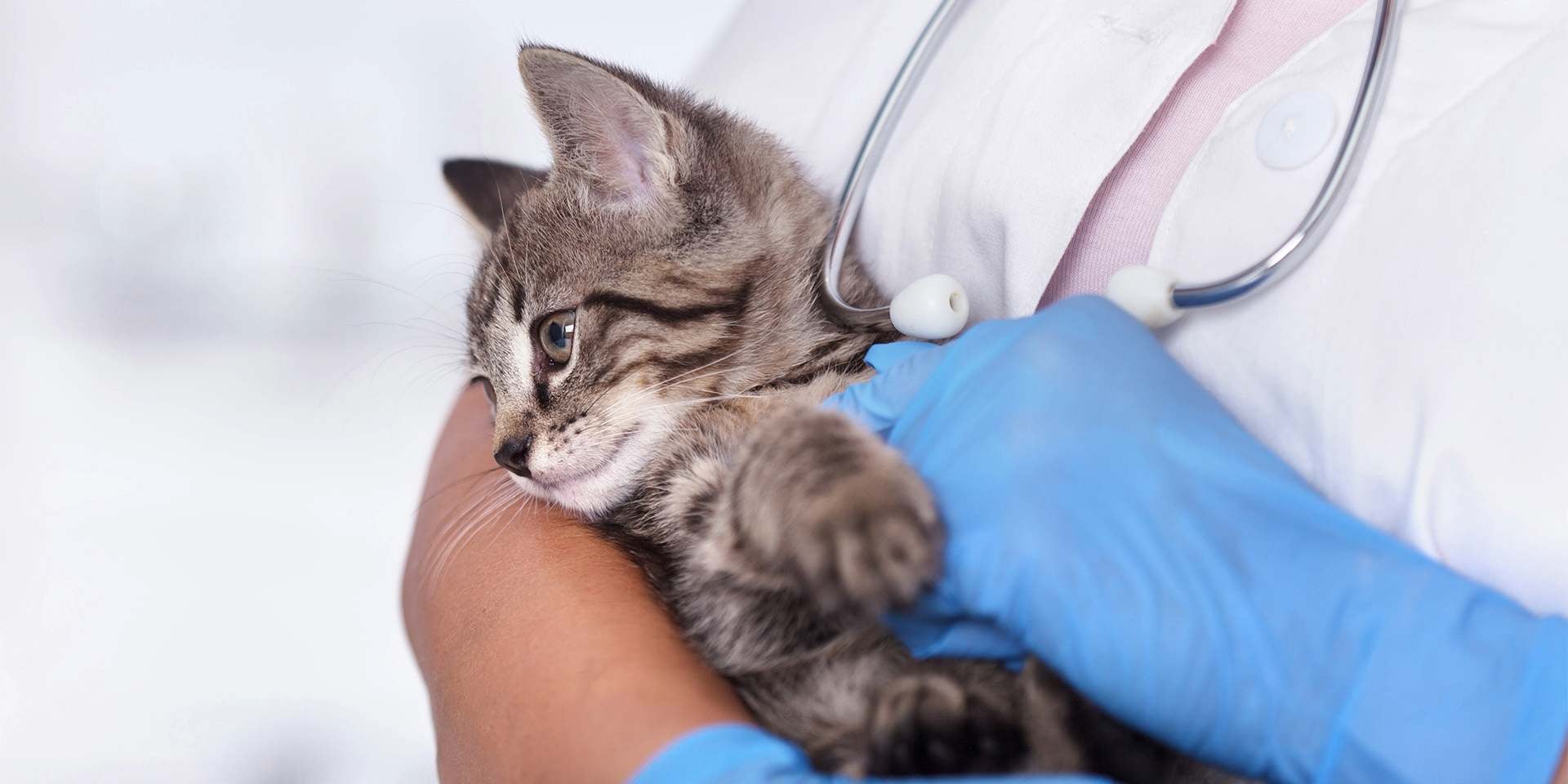 A panleucopenia felina não tem cura, só se tratam os sintomas e se espera que seu organismo elimine o vírus