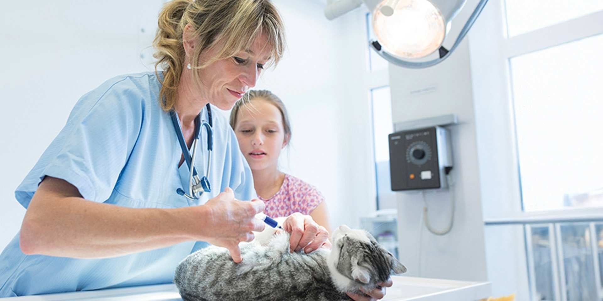 A panleucopenia felina pode ser uma doença muito perigosa; você precisa conhecê-la. Gato no veterinário.