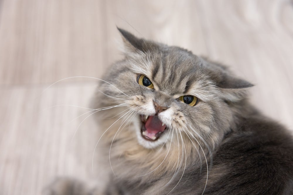 O estresse em gatos afeta o bem-estar físico e emocional dos felinos