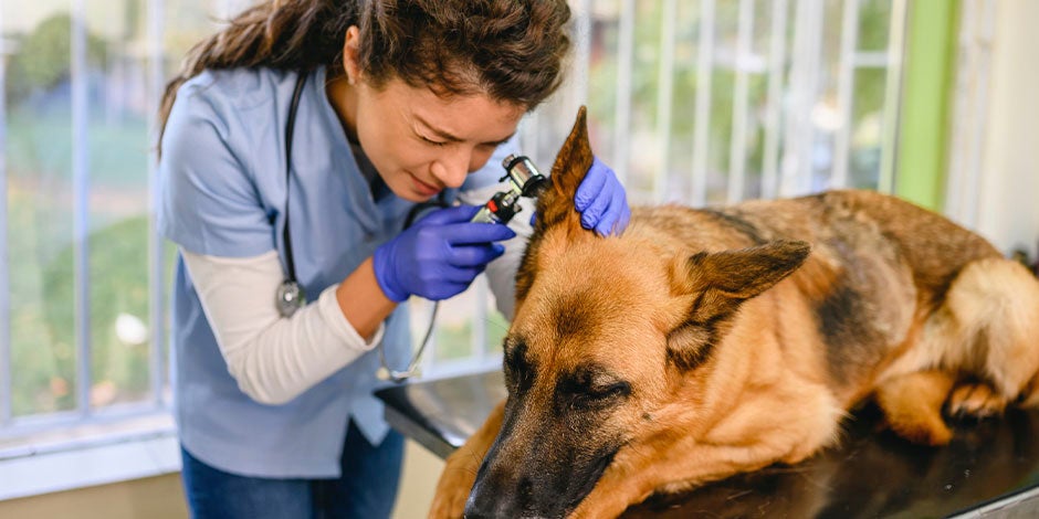 Veterinaria revisando as orelhas de um pastor alemão. Como saber se me cachorro tem febre?