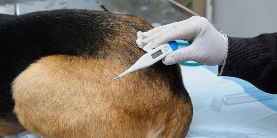 Utilize um termômetro conforme mostrado na imagem ou consulte seu veterinário. Como saber se me cachorro está com febre?