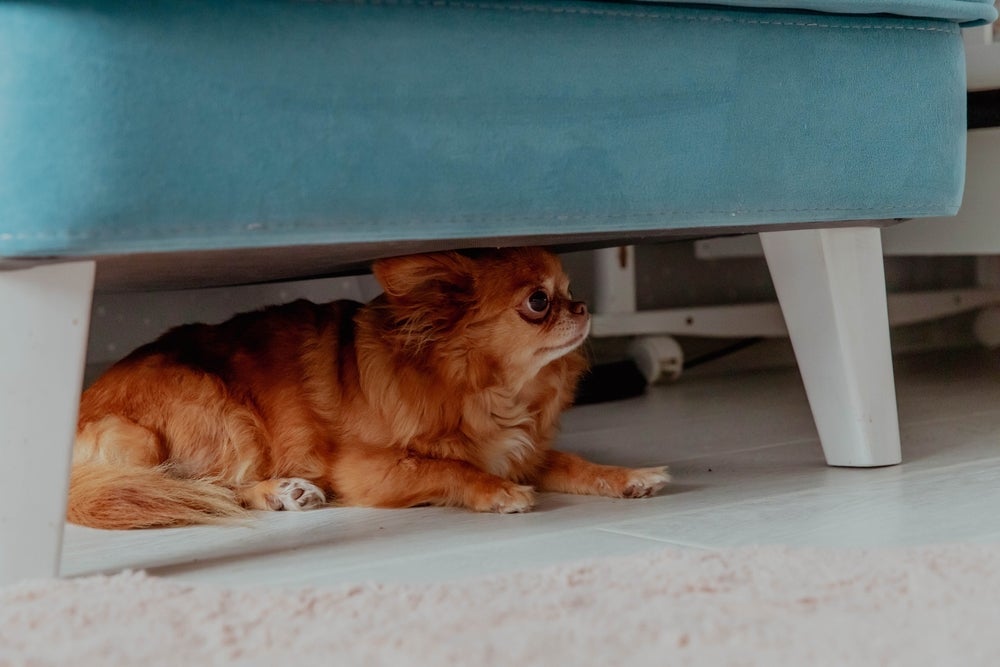 A intensidade e imprevisibilidade do barulho dos fogos de artifício deixam os cães com medo e estressados