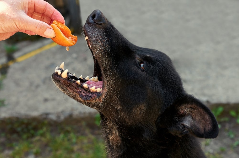 Algumas frutas são seguras e saudáveis para os cães, mas é preciso cautela com esse tipo de alimento