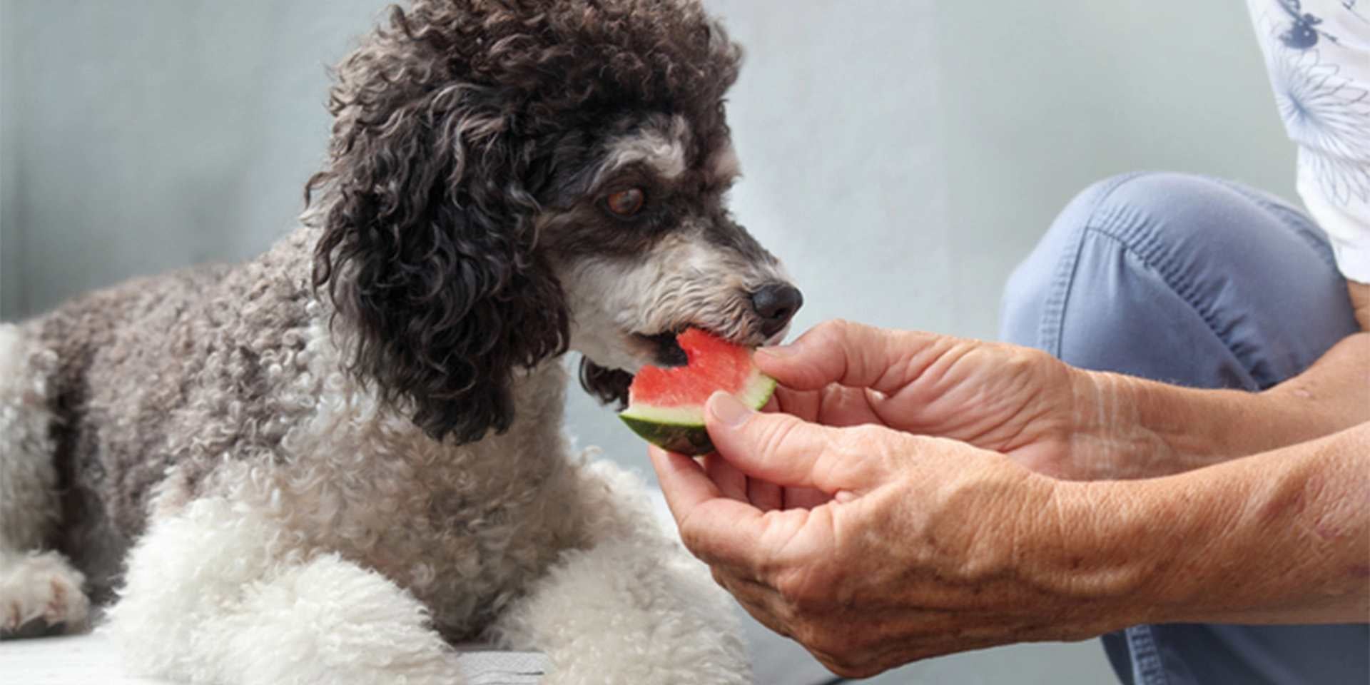 Os cachorros podem comer melão e, com moderação, é seguro e pode ter benefícios. Poodle comendo melancia.