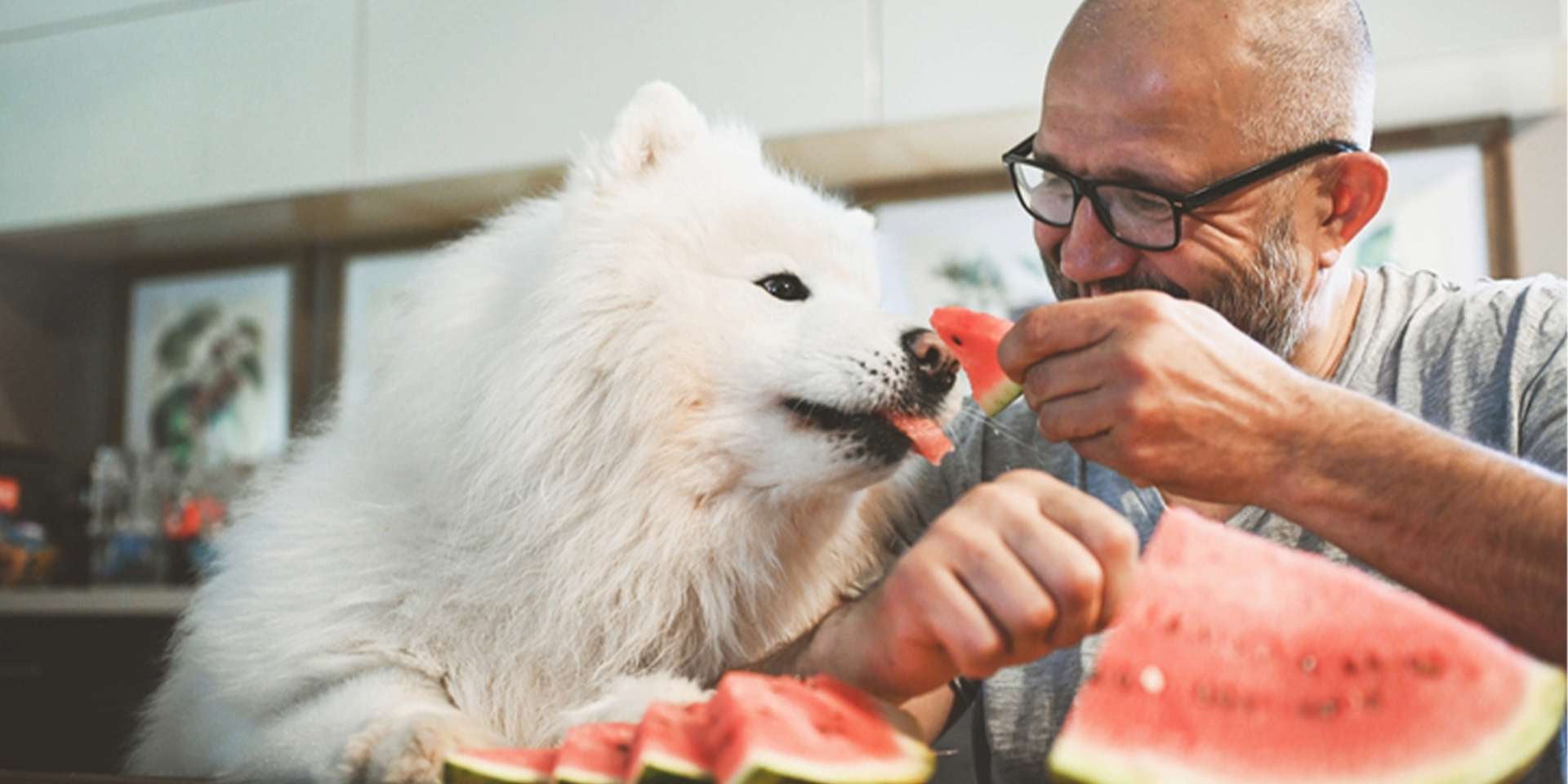 Os cachorros podem comer melão, mais com precauções. Tutor da fruta a seu pet