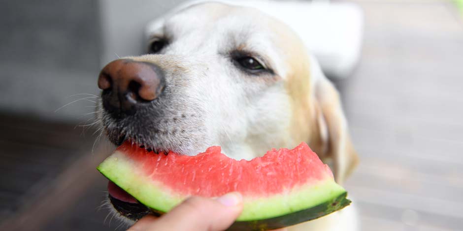 Conhece se os cachorros podem comer melão e de a alimentação adequada. Retriever comendo fruta.