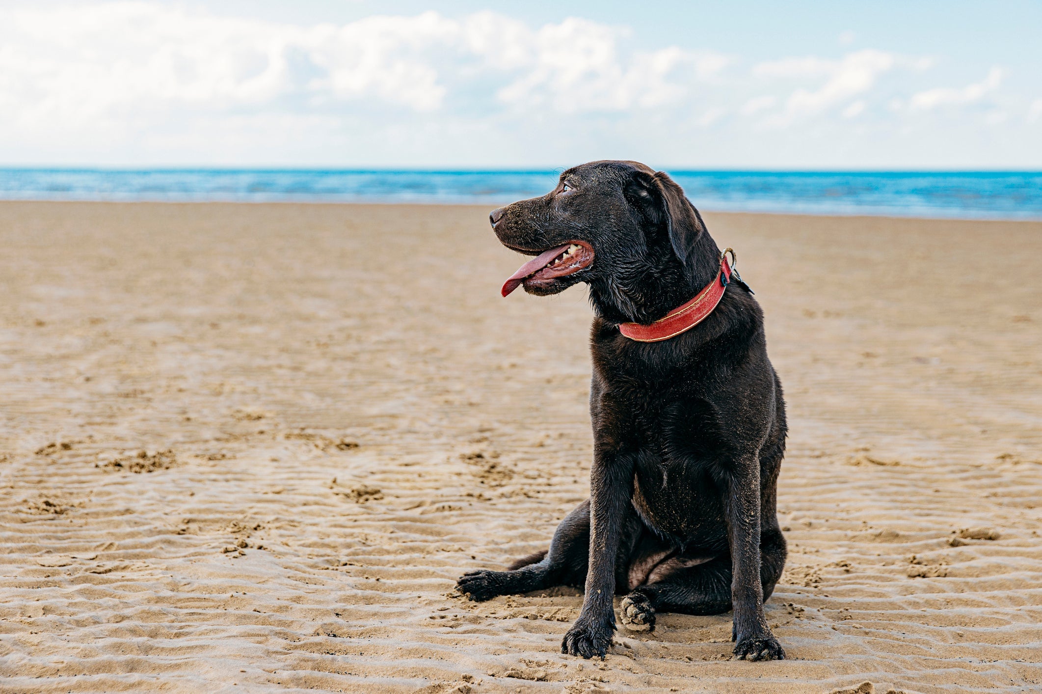 Ao levar o cachorro à praia, é preciso ter alguns cuidados para protegê-lo de uma série de problemas de saúde