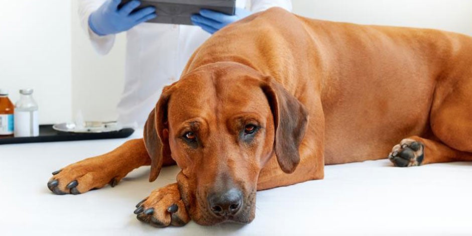 Cinomose em cachorros pode ser uma doença perigosa. Animal de estimação marrom no consultório veterinário.