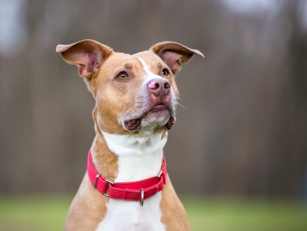 A coleira martingale possui um ajuste limitado, que impede fugas e evita aperto excessivo no pescoço dos cães