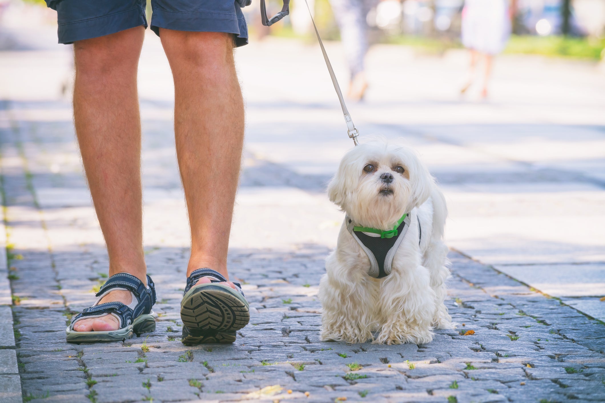 Passeios são muito importantes para a saúde física e mental do cachorro