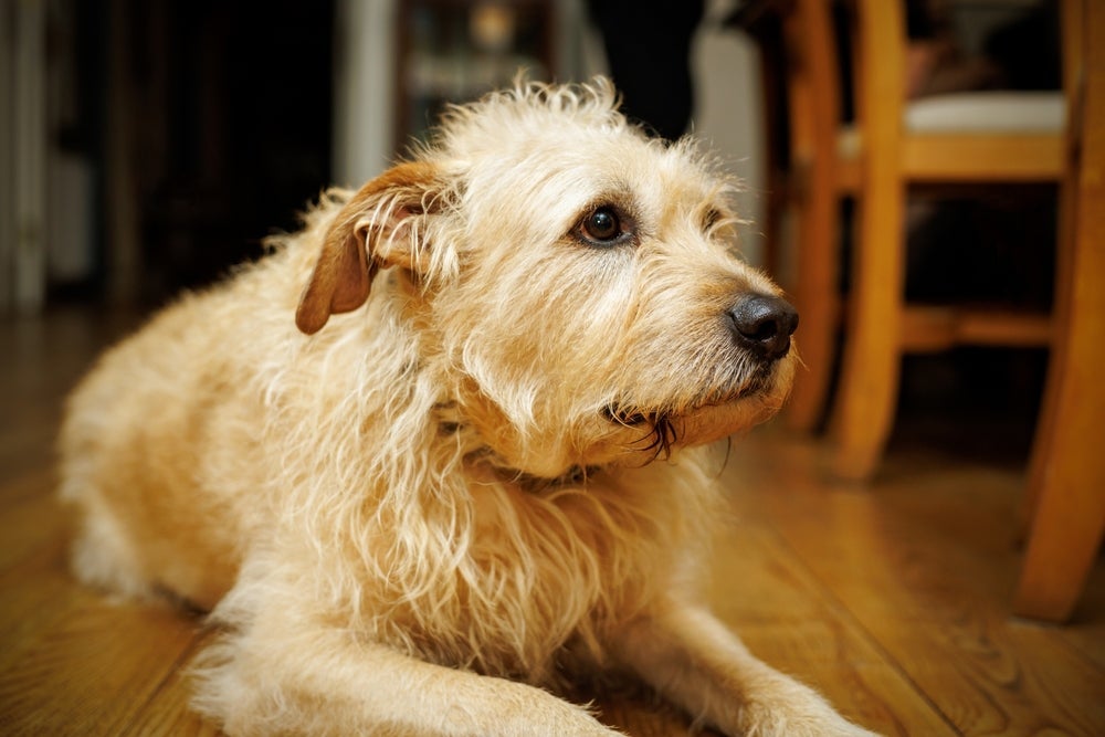 Insetos voadores podem atrair a atenção dos pets, que acabam ingerindo esses bichinhos
