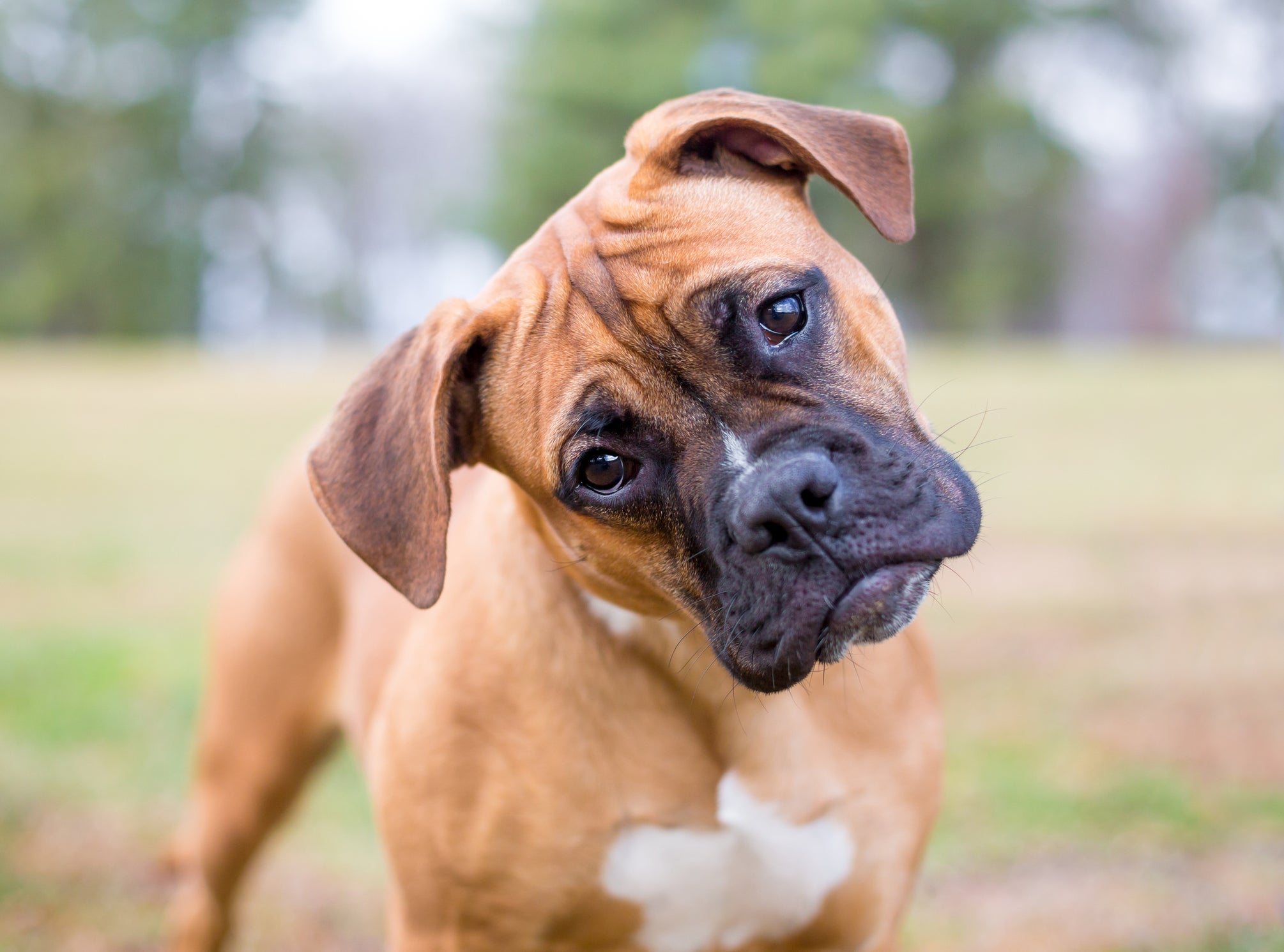 O cachorro da raça Boxer é cheio de energia e precisa se movimentar bastante todos os dias