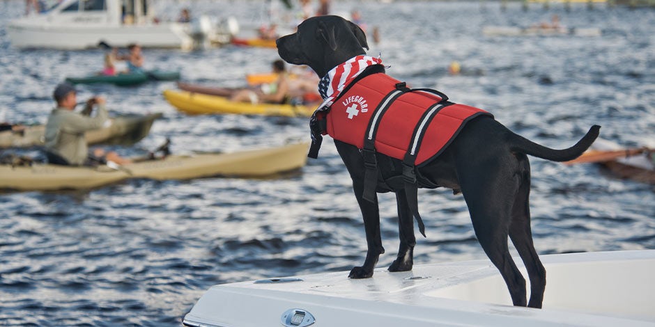 Curiosidades sobre cachorros: Terra-novas são os melhores. Labrador preto em seu colete de resgate.