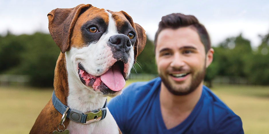Conhece curiosidades sobre cachorros. Boxer com o seu tutor.