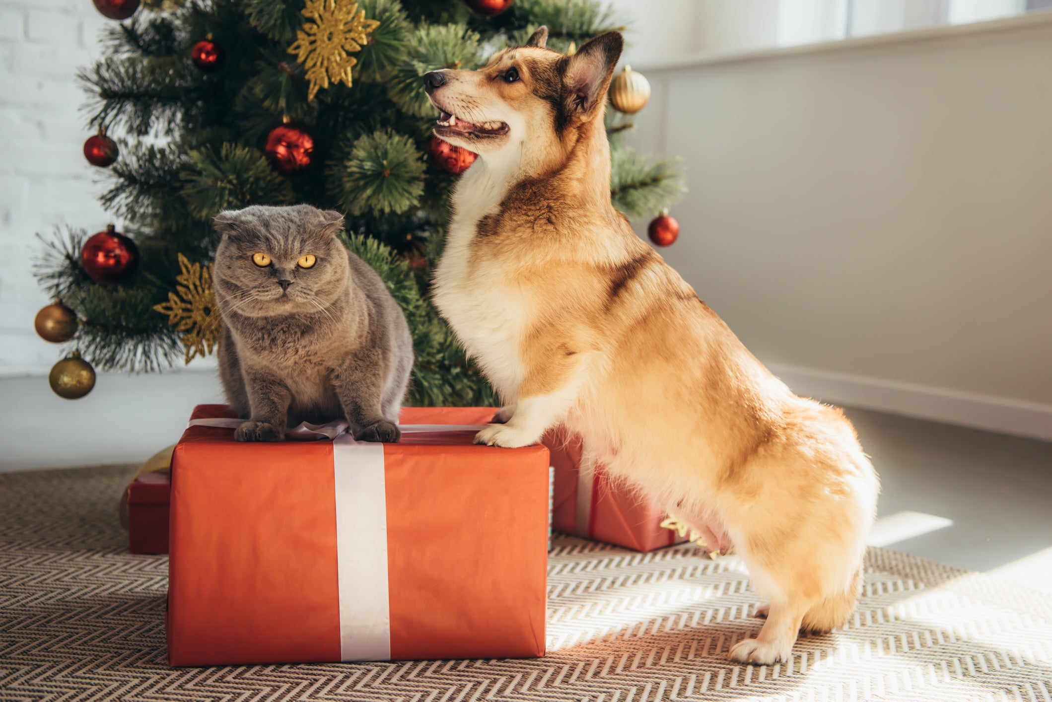 Enfeites de Natal chamam a atenção dos pets e podem ser perigosos sem os cuidados adequados
