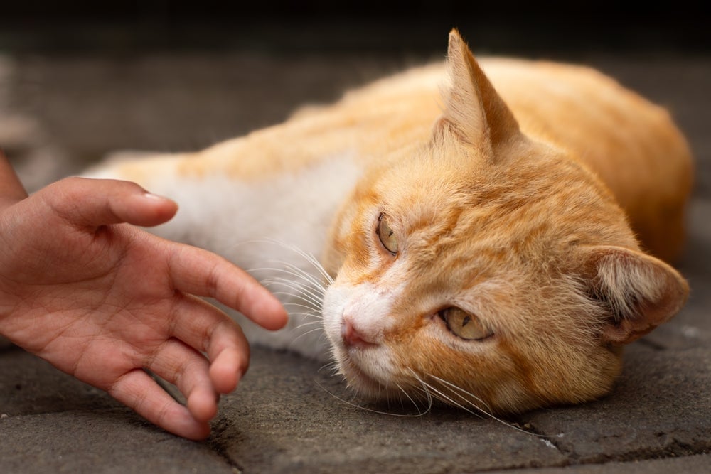 A dermatofitose é uma zoonose que pode ser transmitida aos humanos por cães e gatos
