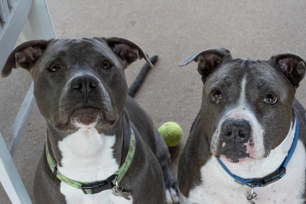 Pitbull e American Bully compartilham muitas semelhanças, mas cada um tem características próprias