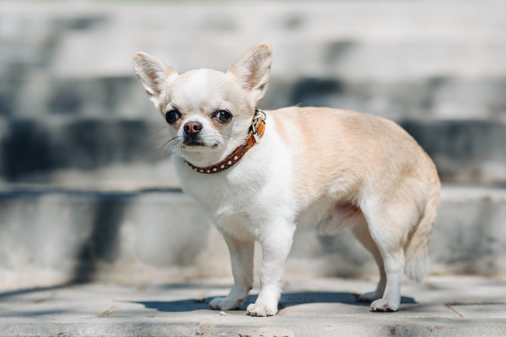 O Chihuahua é um cãozinho sensível e apegado, que pode ser mais temperamental se não for bem socializado