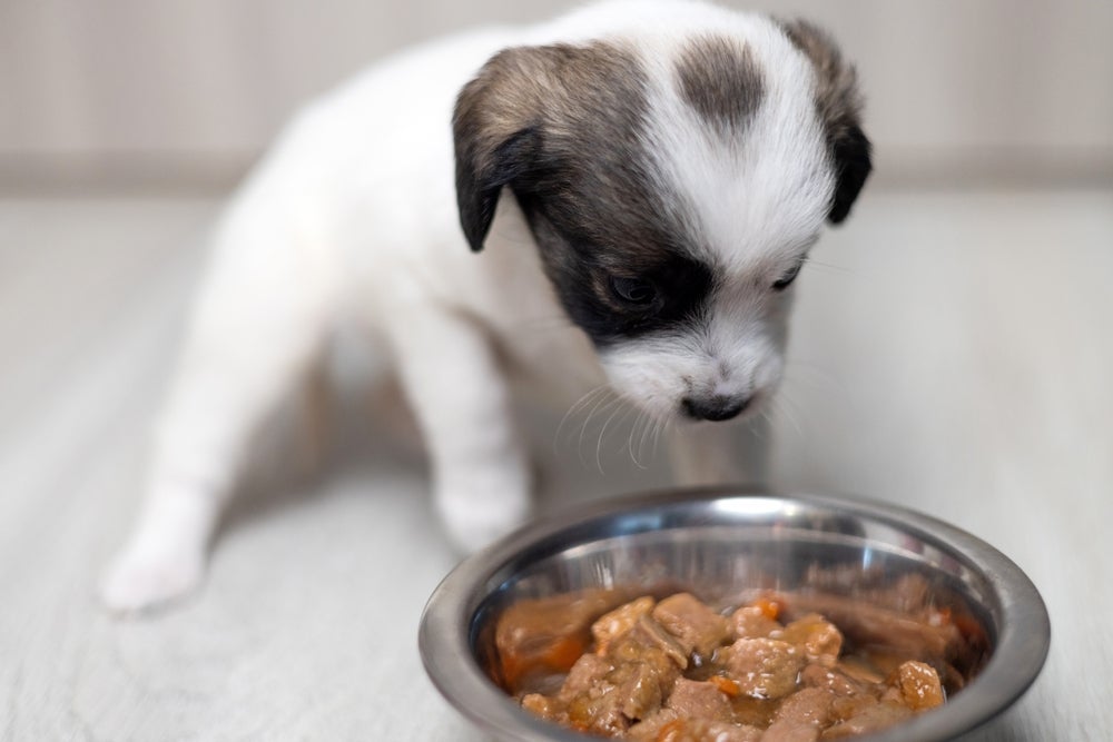 A ração úmida pode ser uma ótima aliada na transição alimentar do cachorro filhote