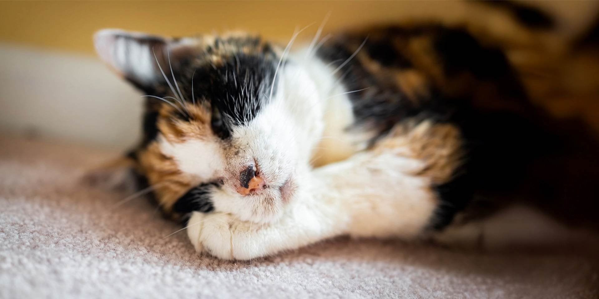 A febre em gatos pode fazer os gatinhos cansados e sonolentos, como esta gatinha carey sonolenta.